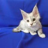 Maine coon kittens