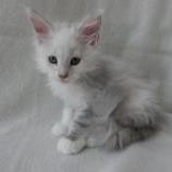 Maine coon kittens