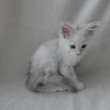 Maine coon kittens