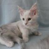 Maine coon kittens