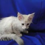 Maine coon kittens