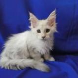 Maine coon kittens