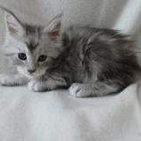 Maine coon kittens