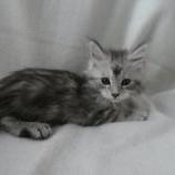 Maine coon kittens