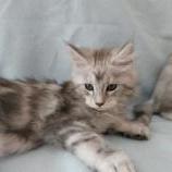 Maine coon kittens