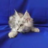 Maine coon kittens