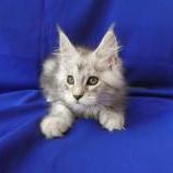 Maine coon kittens