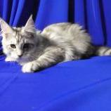 Maine coon kittens