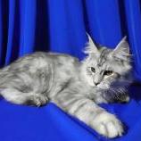 Maine coon kittens
