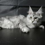 Maine coon kittens