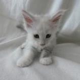 Maine coon kittens