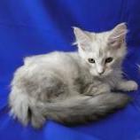 Maine coon kittens
