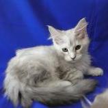 Maine coon kittens