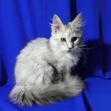 Maine coon kittens