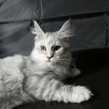 Maine coon kittens