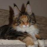 Maine Coon Female