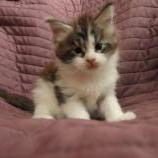 Maine coon kittens