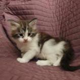 Maine coon kittens