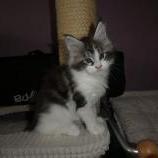 Maine coon kittens