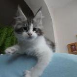 Maine coon kittens