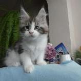Maine coon kittens