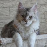 Maine Coon Female