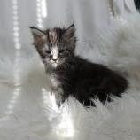 Maine coon kittens
