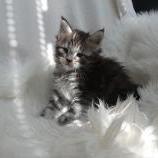 Maine coon kittens