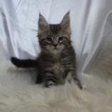 Maine coon kittens
