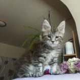 Maine coon kittens