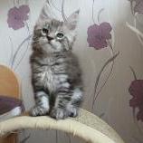 Maine coon kittens
