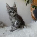 Maine coon kittens