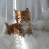 Maine coon kittens