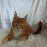 Maine coon kittens