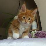 Mačiatka maine coon, vrh