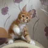 Mačiatka maine coon, vrh