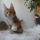 Maine coon kittens