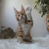 Mačiatka maine coon, vrh