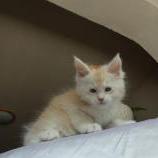 Maine coon kittens