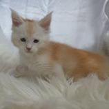 Maine coon kittens