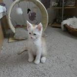 Maine coon kittens
