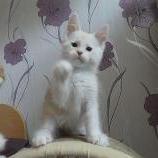 Maine coon kittens