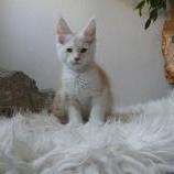 Maine coon kittens
