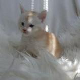 Maine coon kittens