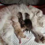 Maine coon kittens