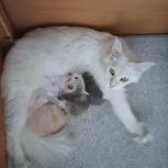 Maine coon kittens