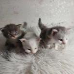 Maine coon kittens