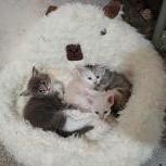 Maine coon kittens