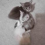 Maine coon kittens