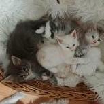 Maine coon kittens